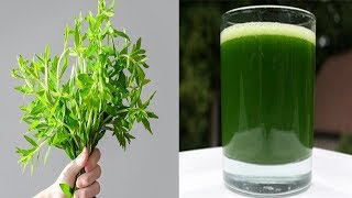 Uống nước ngò ôm giúp lợi tiểu